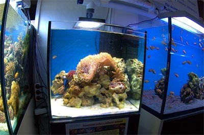 Морской аквариум2